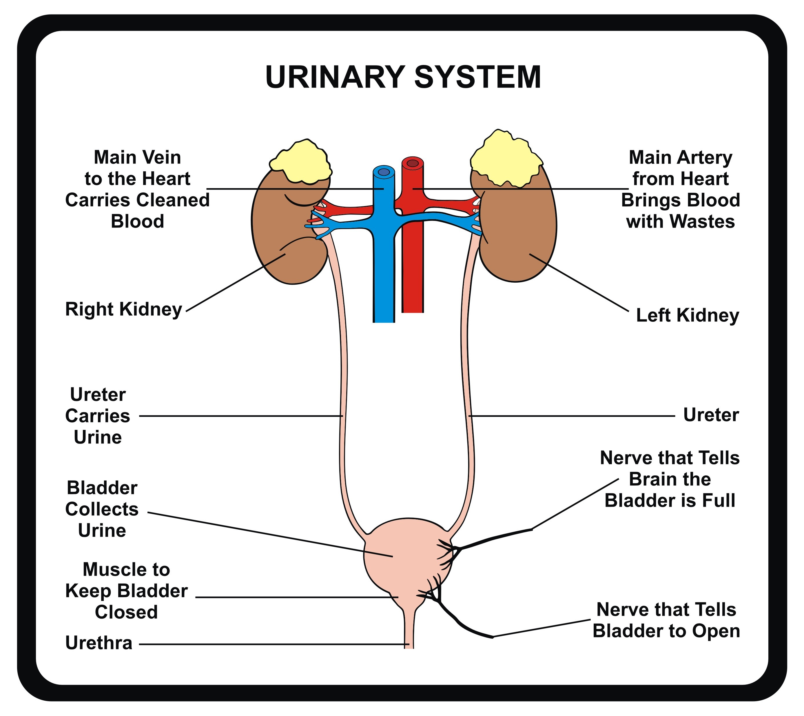 Anatomy And Physiology Urinary System Diagrams [diagram] Hum