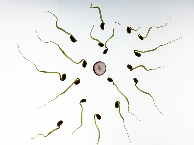 human sperm count